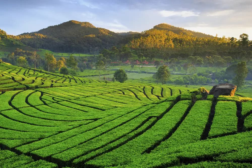 Background Alam Jawa Barat